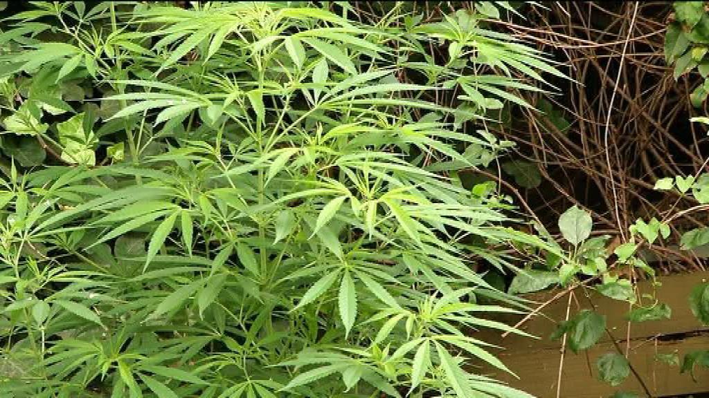 Woning in Son dicht na drugsvondst Woning in Son dicht na drugsvondst